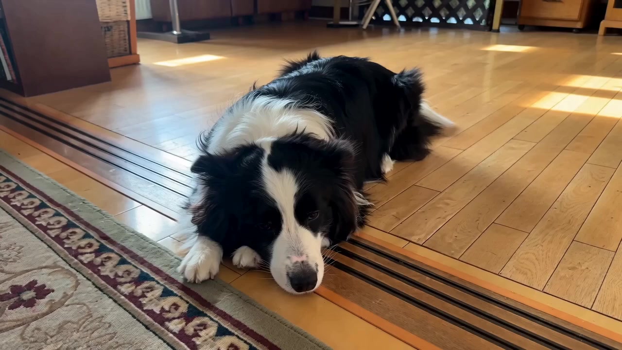 Border Collie